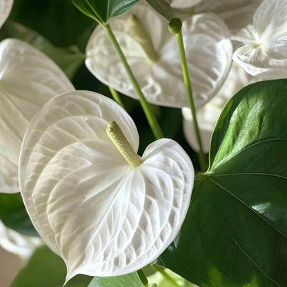 Anthurium 'Alaska White' - Flamingoplant