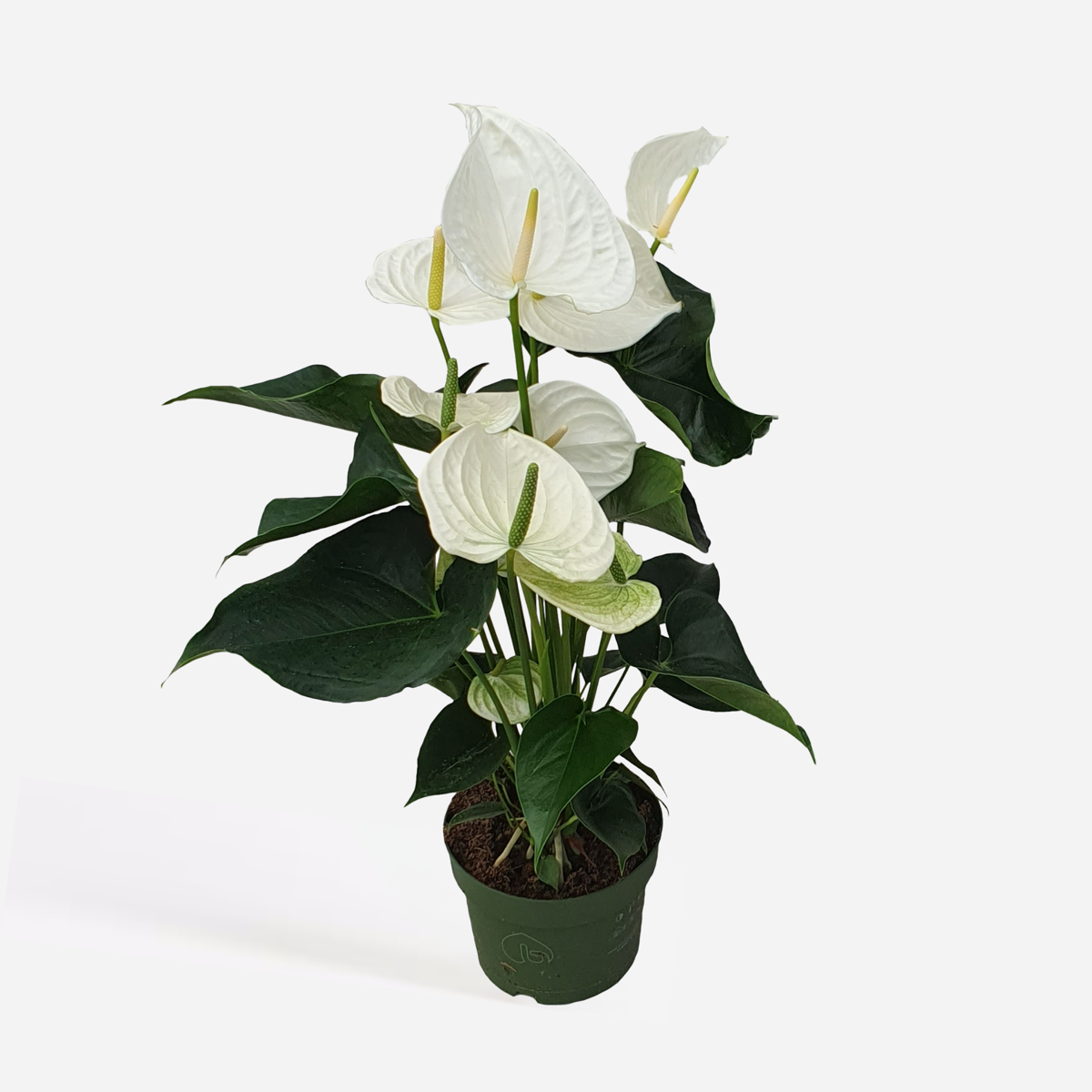 Anthurium 'Alaska White' - Flamingoplant
