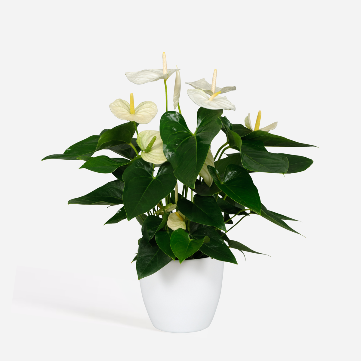Anthurium 'Alaska White' - Flamingoplant