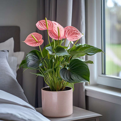 Anthurium 'Maine Pink' - Flamingoplant
