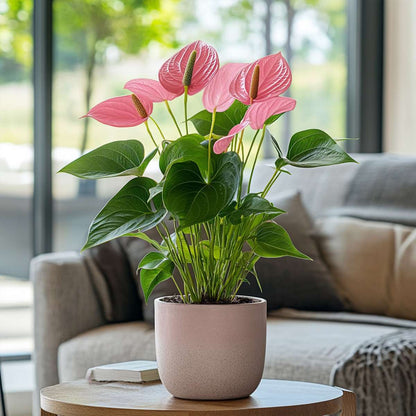 Anthurium 'Maine Pink' - Flamingoplant