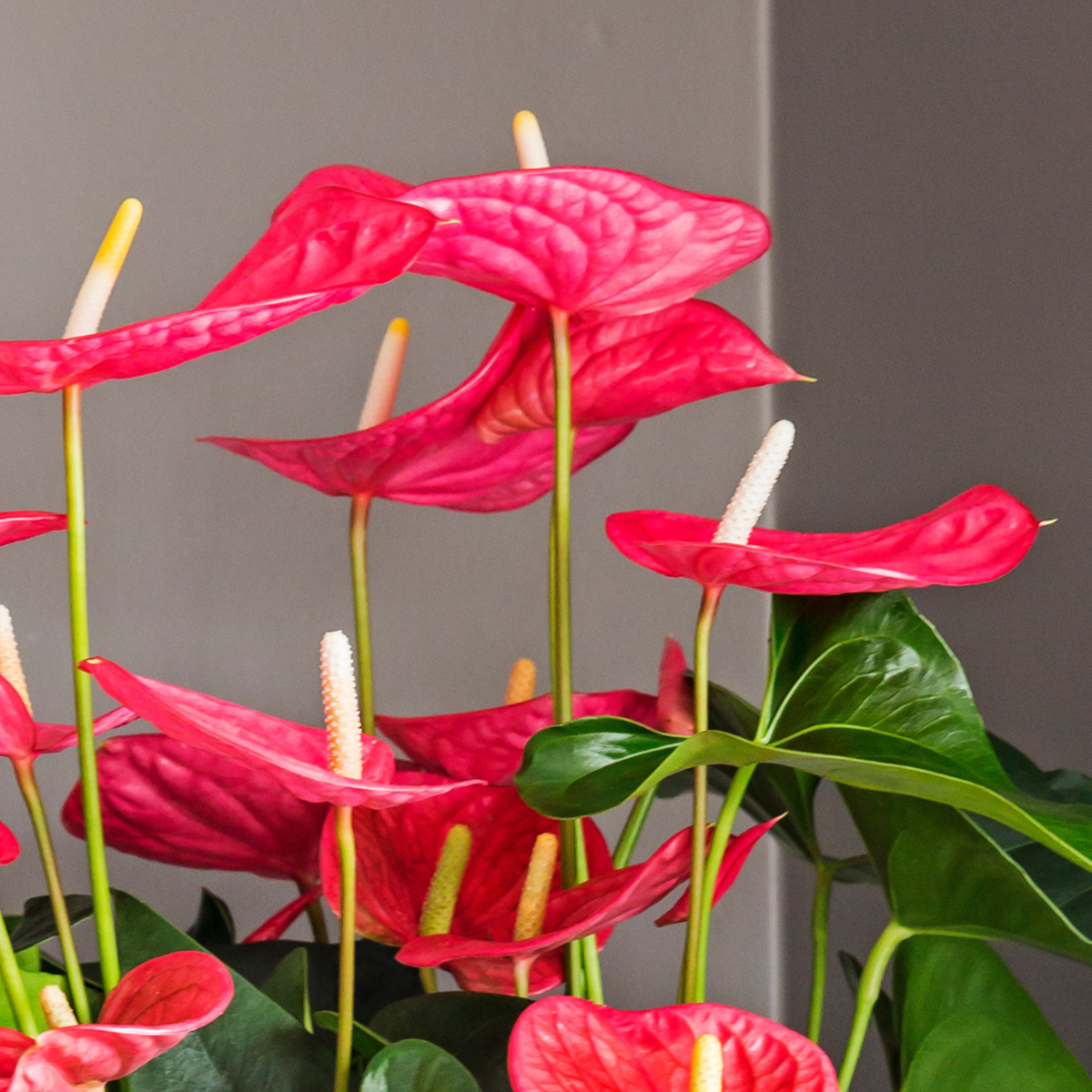 Anthurium 'Maine Pink' - Flamingoplant
