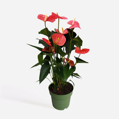 Anthurium 'Maine Pink' - Flamingoplant