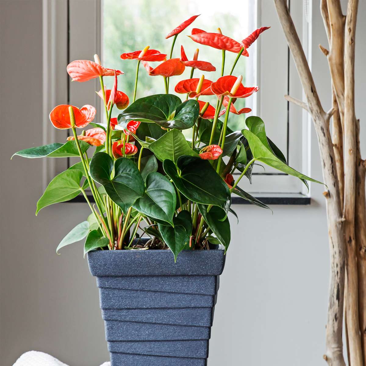 Anthurium 'Madural Orange' - Flamingoplant