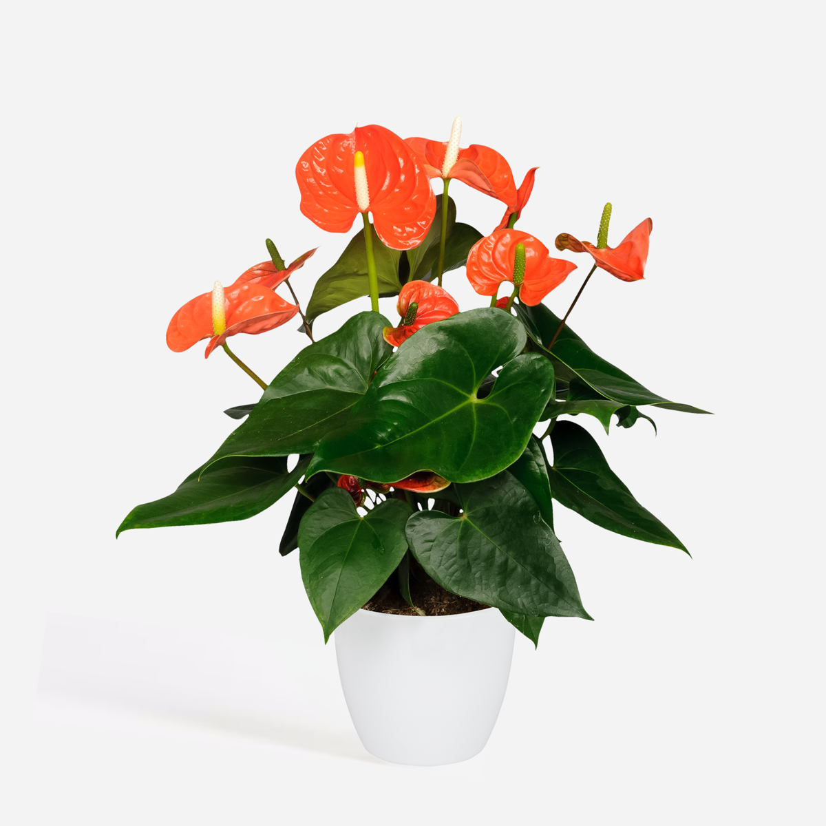 Anthurium 'Madural Orange' - Flamingoplant