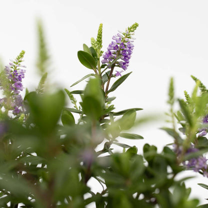 Hebe All Blooms 'Siara' - Blauw - Set van 3