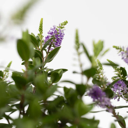 Hebe All Blooms 'Siara' - Blauw - Set van 3