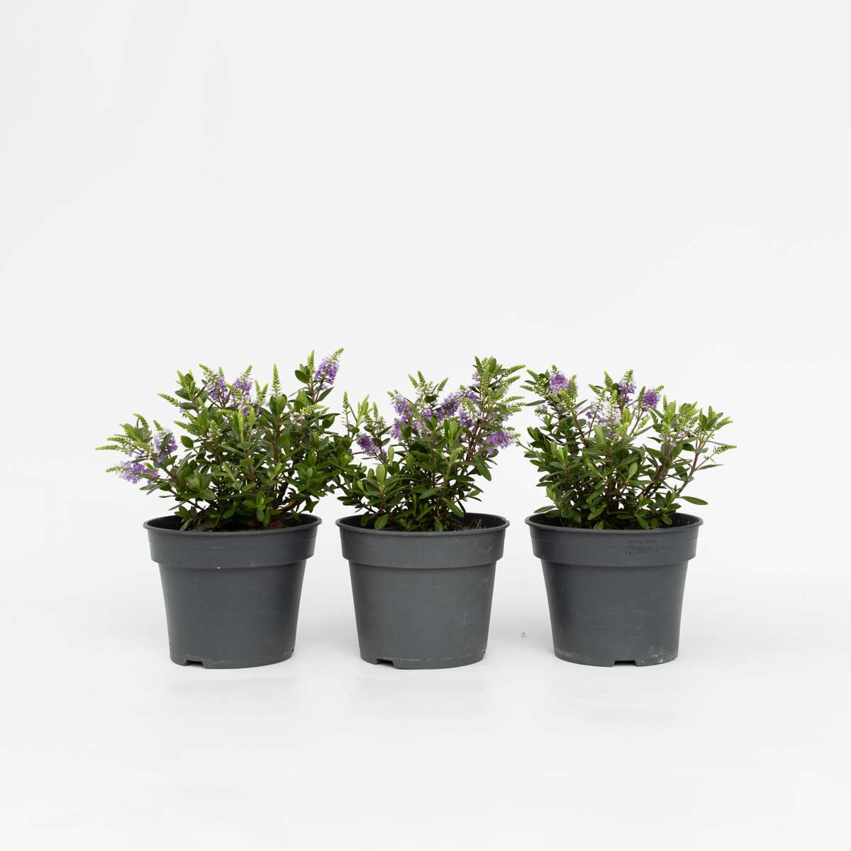 Hebe All Blooms 'Siara' - Blauw - Set van 3