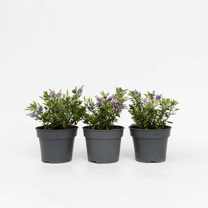 Hebe All Blooms 'Siara' - Blauw - Set van 3