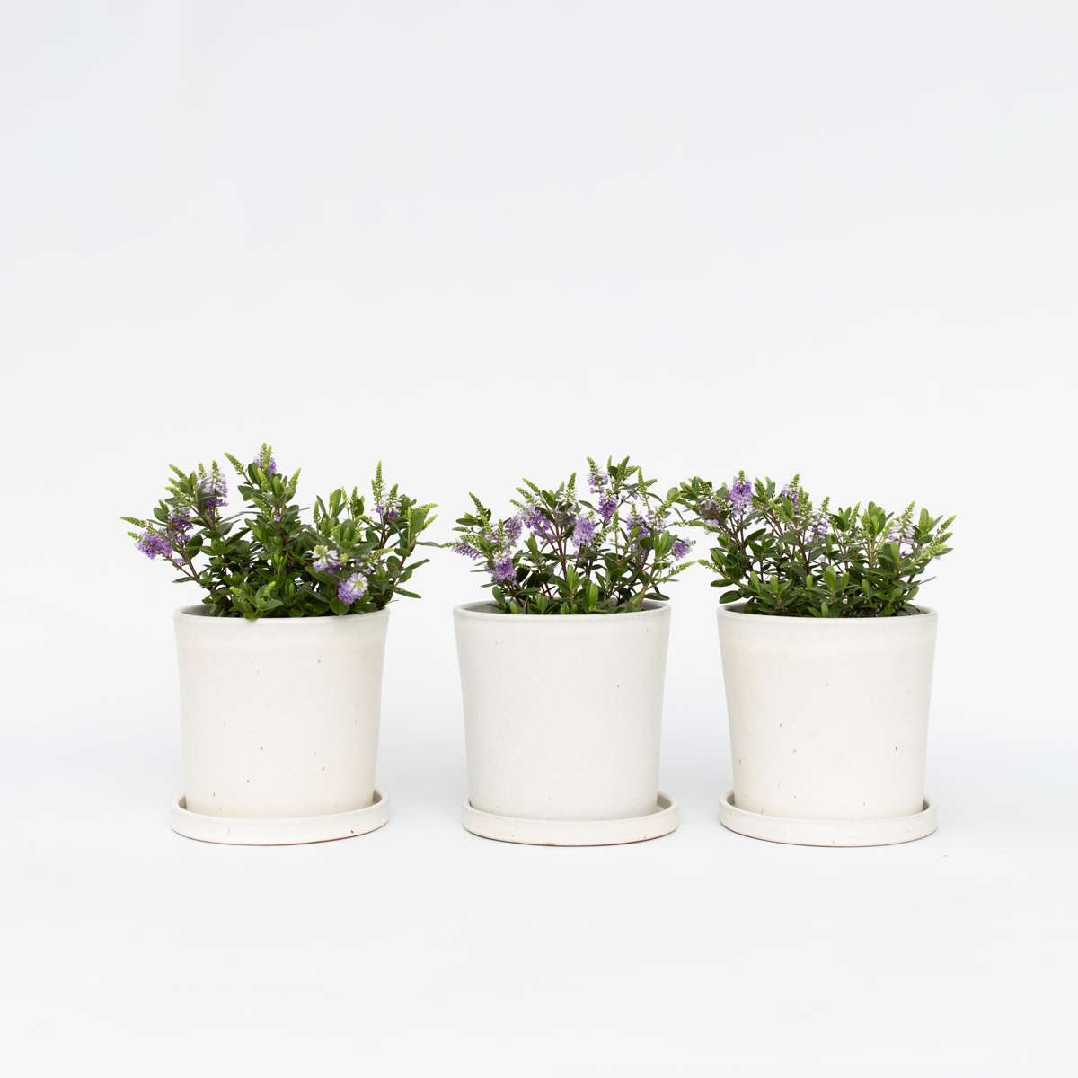 Hebe All Blooms 'Siara' - Blauw - Set van 3
