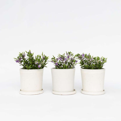 Hebe All Blooms 'Siara' - Blauw - Set van 3
