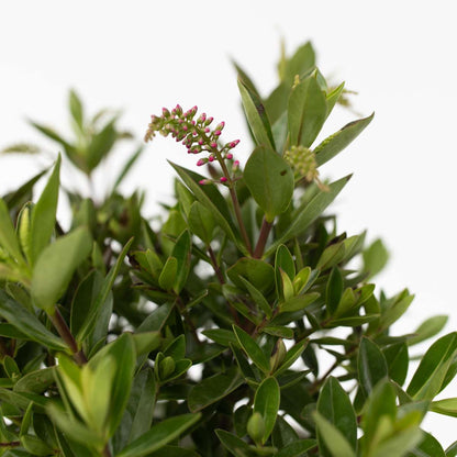 Hebe 'Siara', 'Ranaia', 'Samona' - Mix van 3