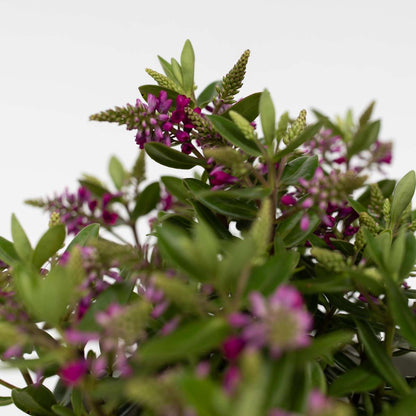 Hebe 'Siara', 'Ranaia', 'Samona' - Mix van 3