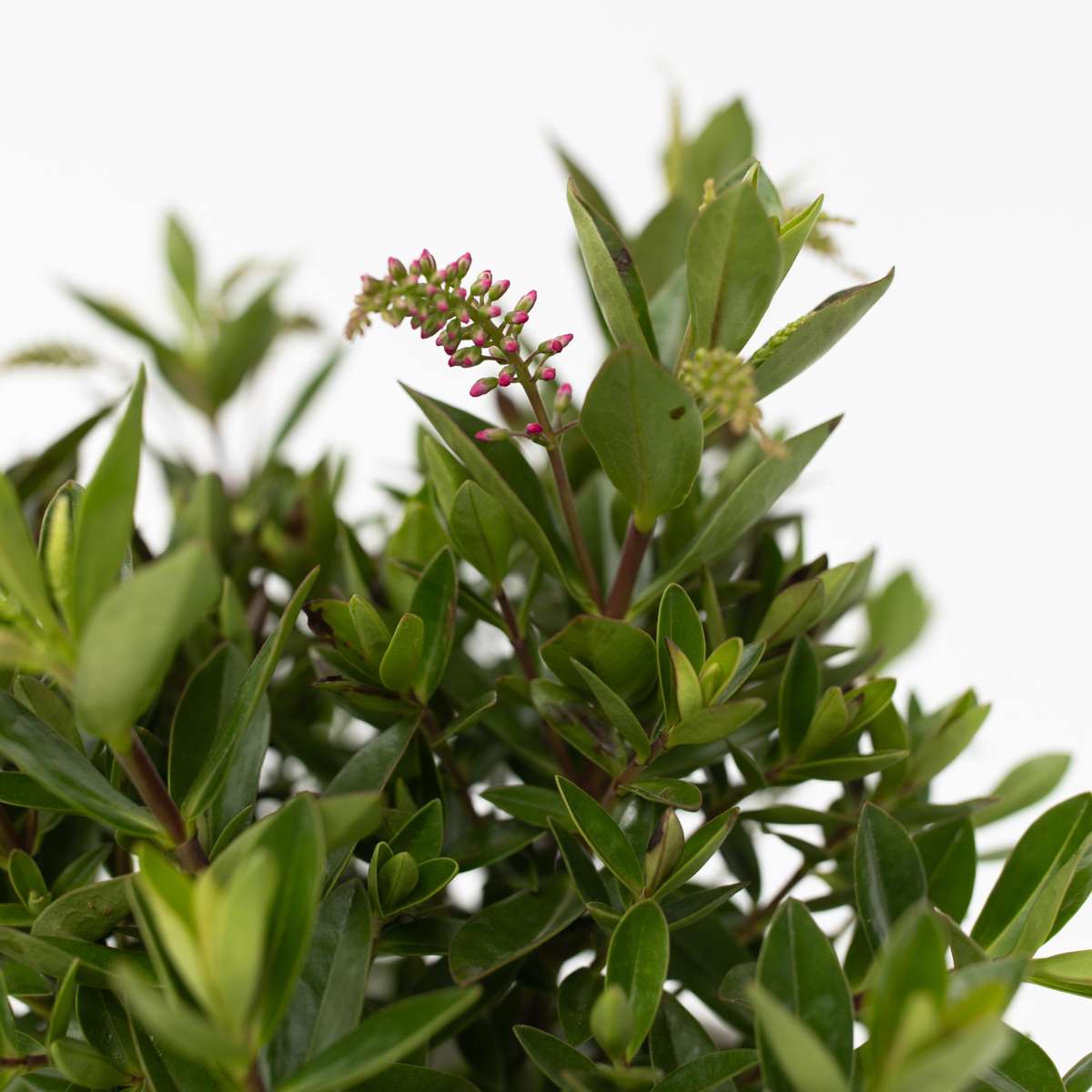 Hebe 'Siara', 'Ranaia', 'Samona' - Mix van 6