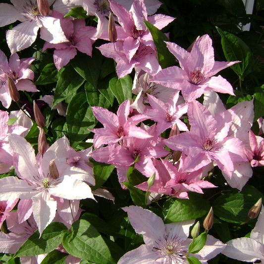 Clematis 'Hagley Hybrid' - Bosrank