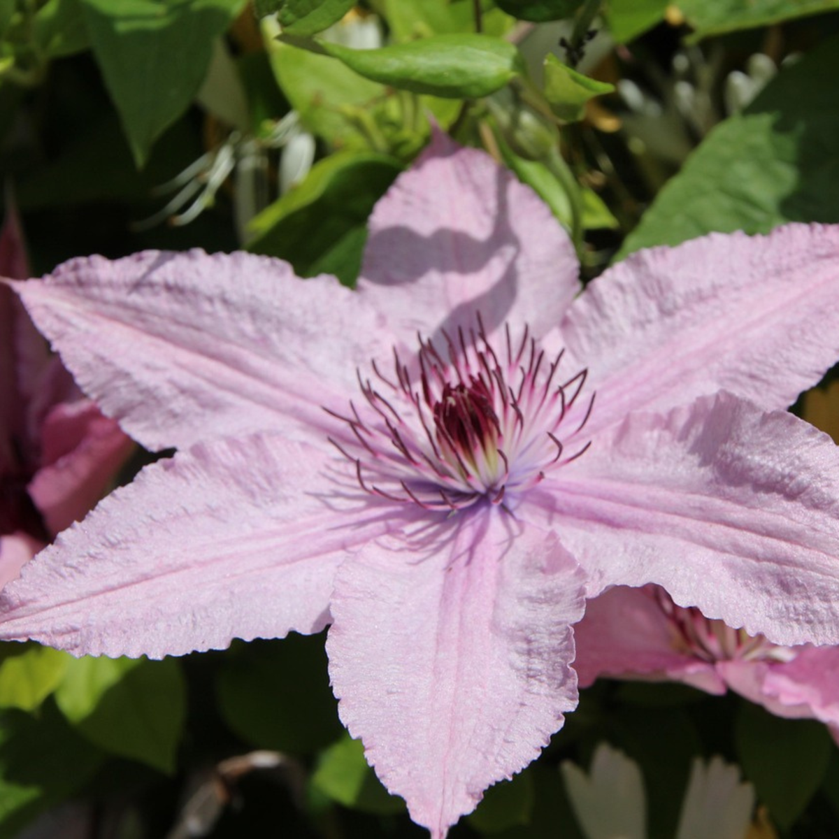 Clematis 'Hagley Hybrid' - Bosrank