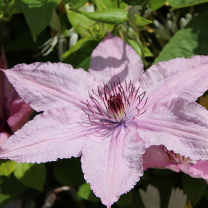 Clematis 'Hagley Hybrid' - Bosrank