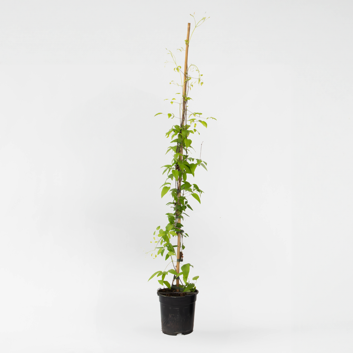 Clematis 'Hagley Hybrid' - Bosrank