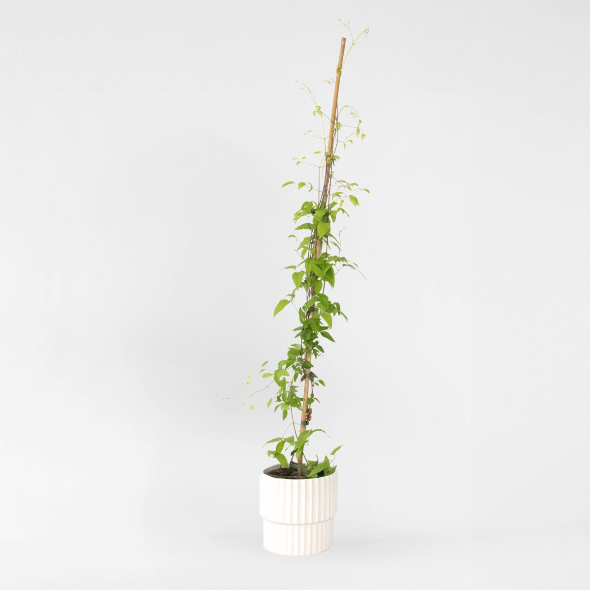 Clematis 'Hagley Hybrid' - Bosrank