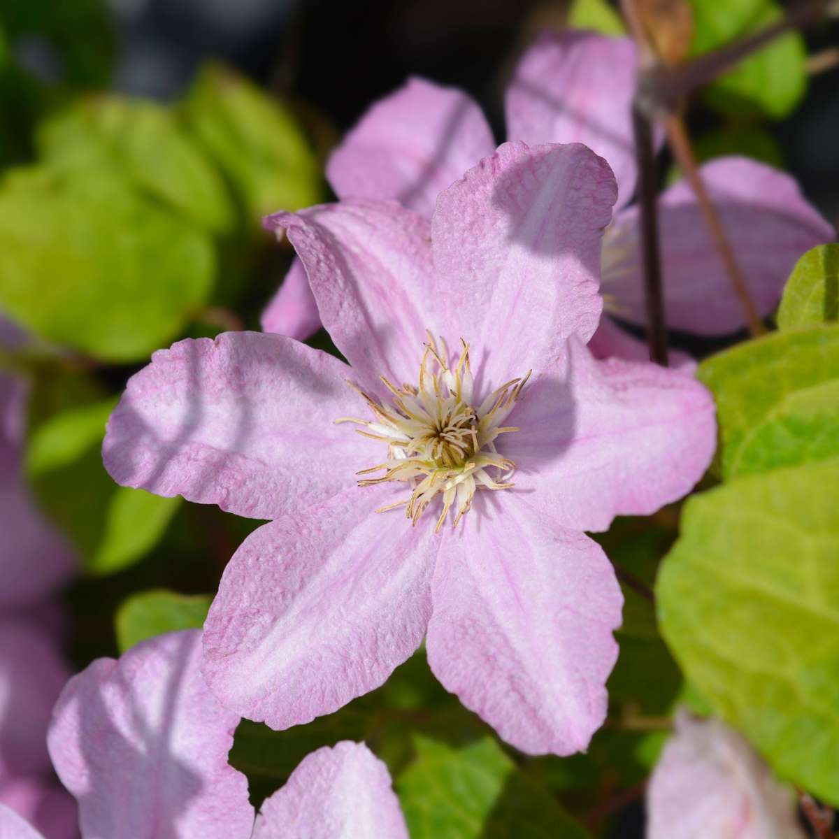 Clematis 'Hagley Hybrid' - 2 stuks - Bosrank