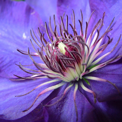 Clematis 'The President' - Bosrank