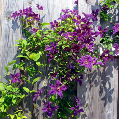 Clematis 'The President' - 2 stuks - Bosrank
