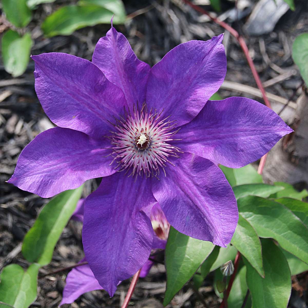 Clematis 'The President' - 2 stuks - Bosrank