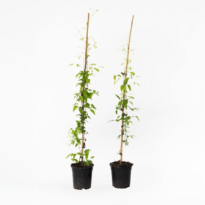 Clematis 'The President' - 2 stuks - Bosrank