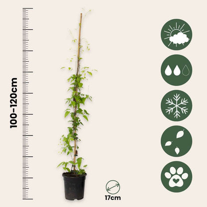 Clematis 'The President' - 2 stuks - Bosrank