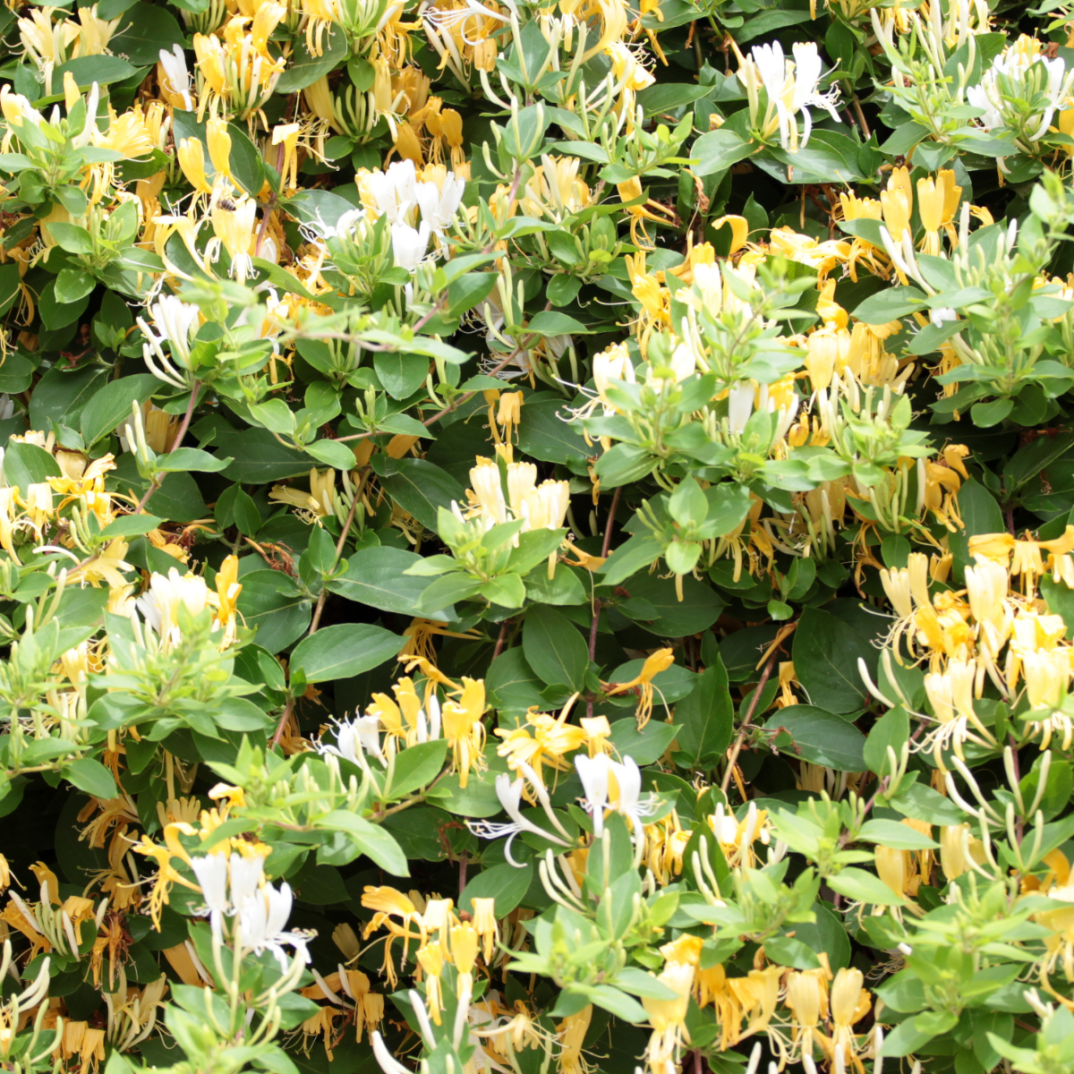 Lonicera henryi 'Copper Beauty' - Kamperfoelie - Geel