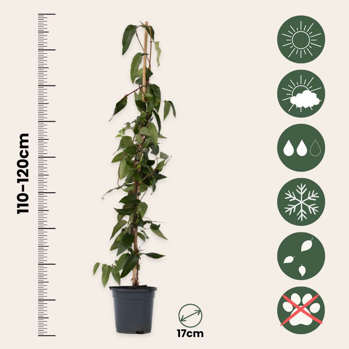 Lonicera henryi 'Copper Beauty' - Kamperfoelie - Geel