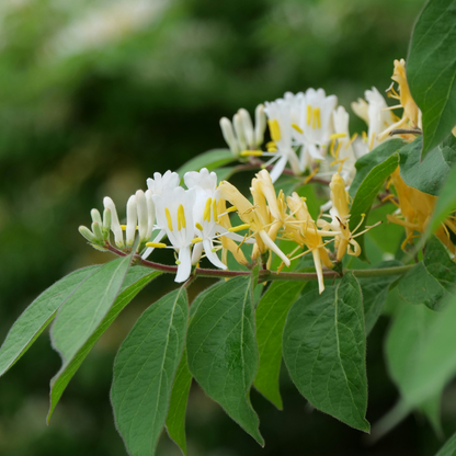 Lonicera henryi Copper Beauty - Set van 2 - Kamperfoelie