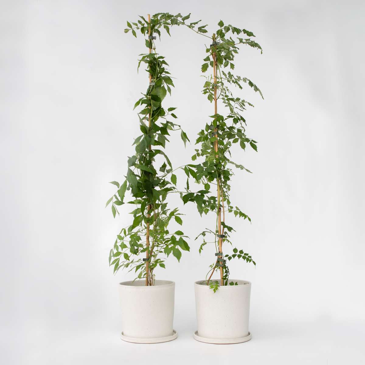 Campsis 'Flava' XL - Set van 2