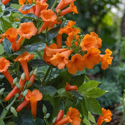Campsis Radicans XL