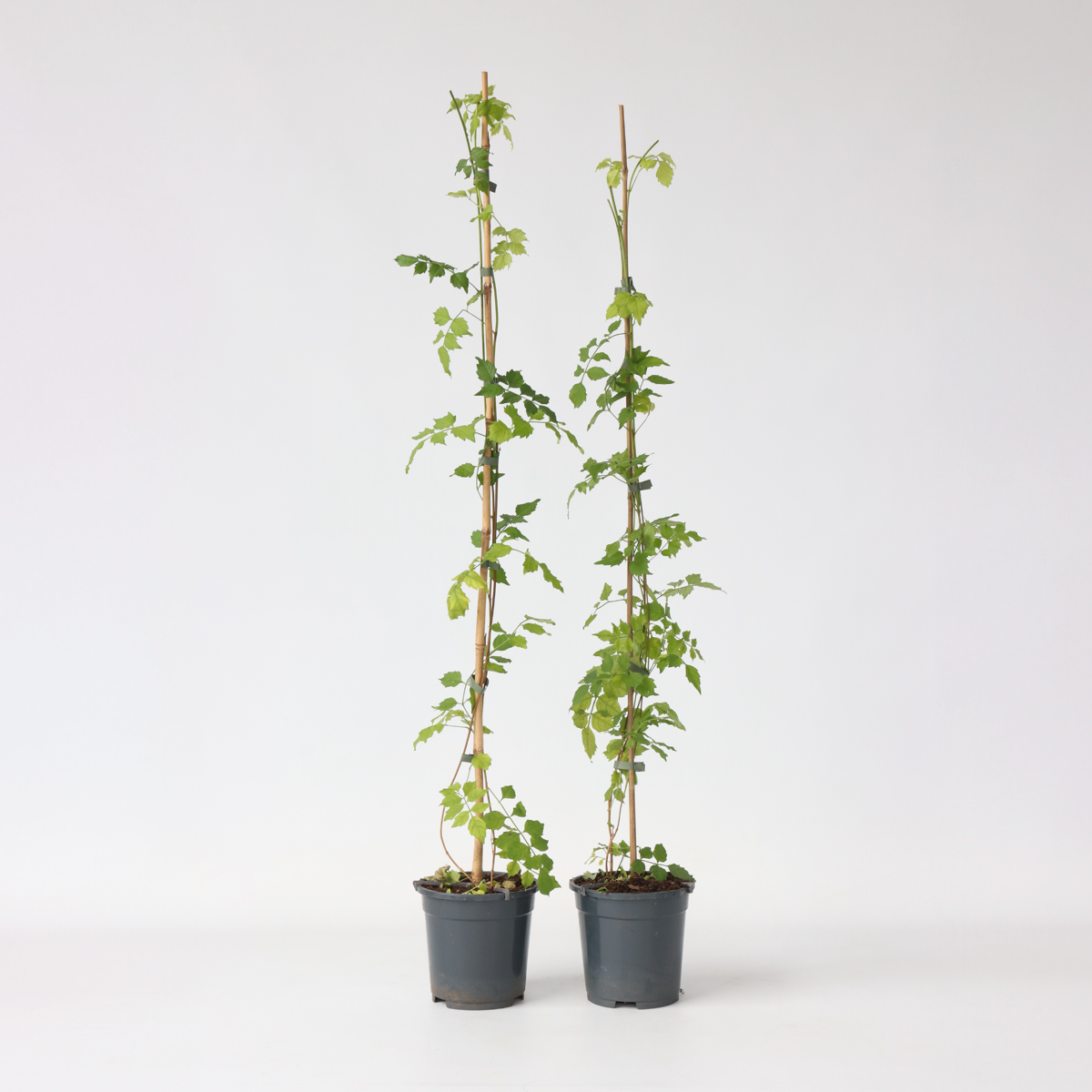 Campsis Radicans XL - Set van 2