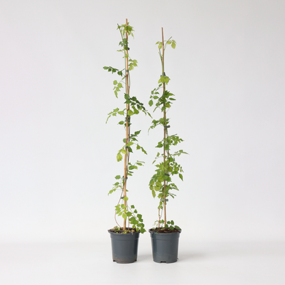 Campsis Radicans XL - Set van 2