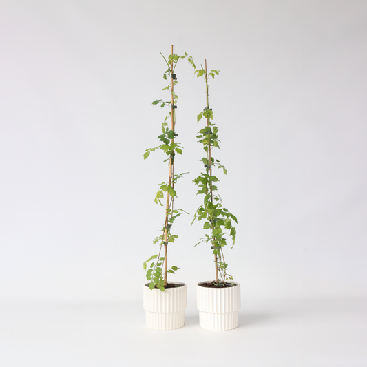 Campsis Radicans XL - Set van 2