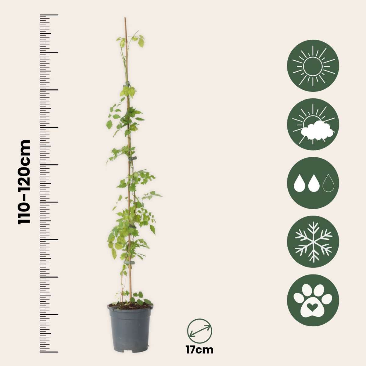 Campsis Radicans XL - Set van 2