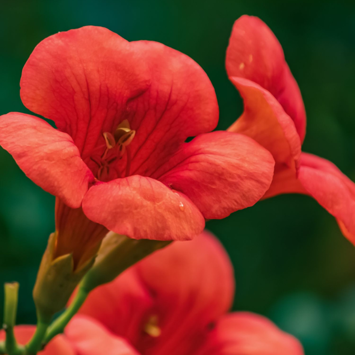 Campsis 'Mme Galen' XL