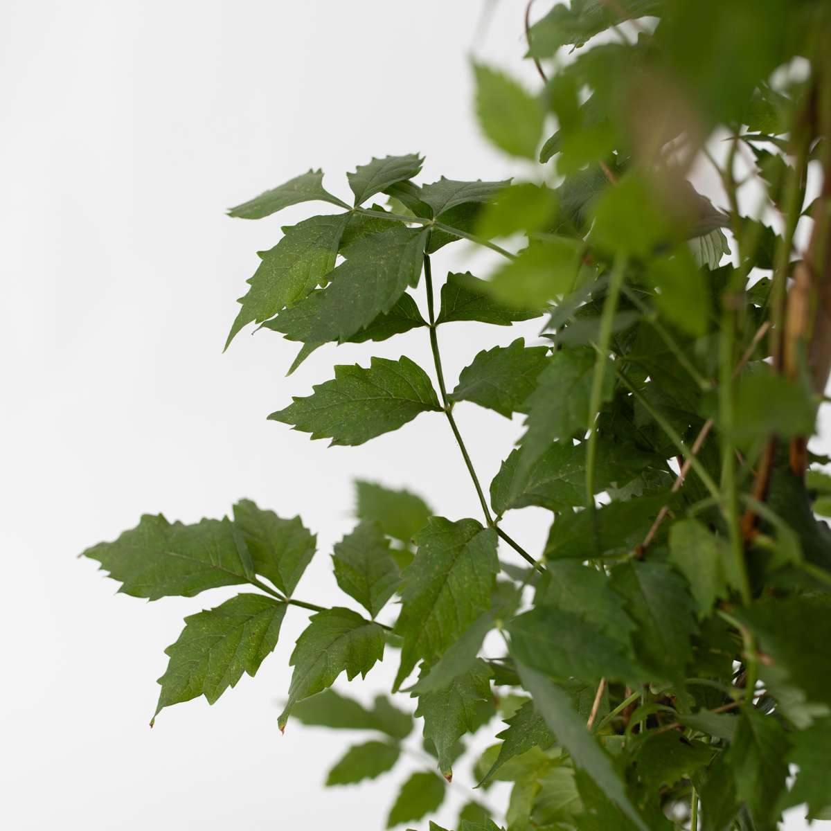 Campsis 'Mme Galen' XL - Set van 2