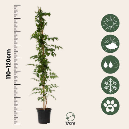 Campsis 'Mme Galen' XL - Set van 2