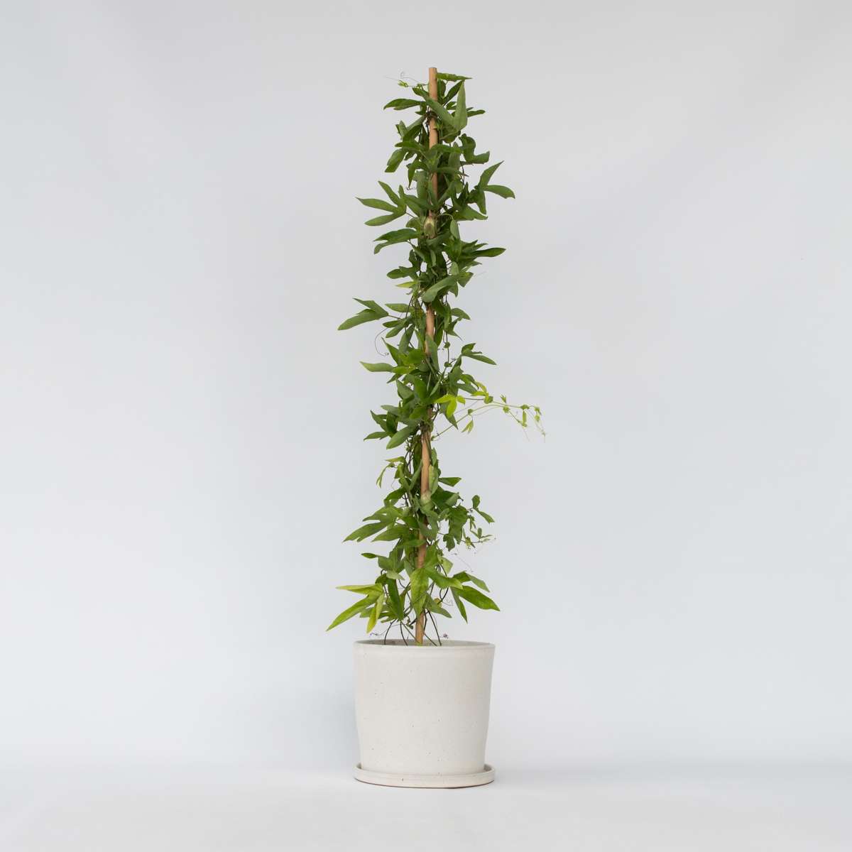 Passiflora 'Victoria' XL - Passiebloem