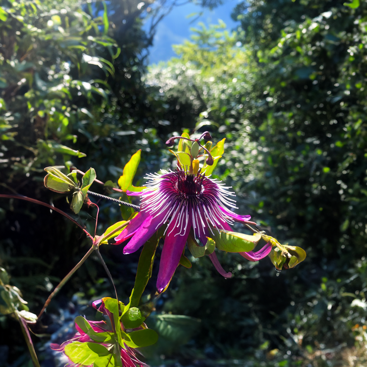 Passiflora 'Victoria' XL - 2 stuks - Passiebloem