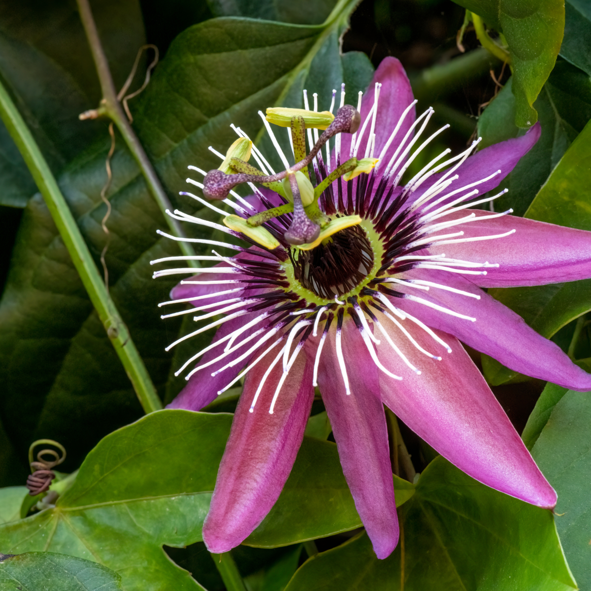 Passiflora 'Victoria' XL - 2 stuks - Passiebloem