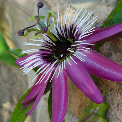 Passiflora 'Victoria' XL - 2 stuks - Passiebloem
