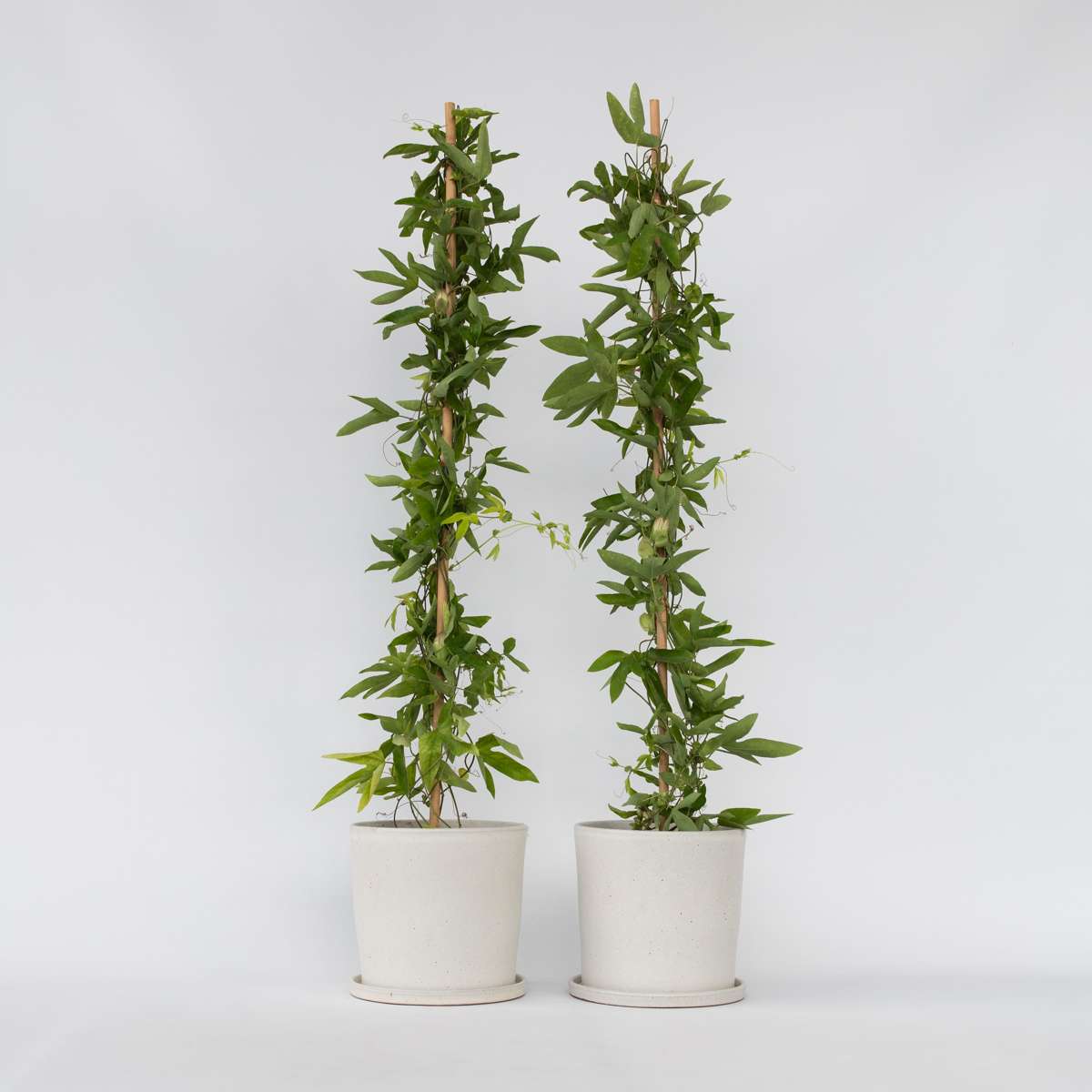 Passiflora 'Victoria' XL - 2 stuks - Passiebloem