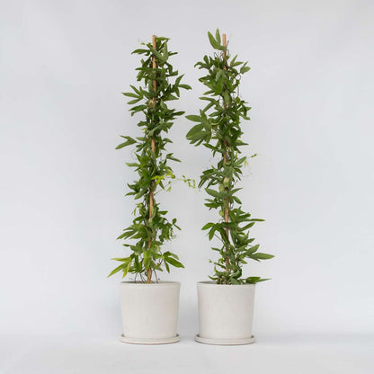 Passiflora 'Victoria' XL - 2 stuks - Passiebloem
