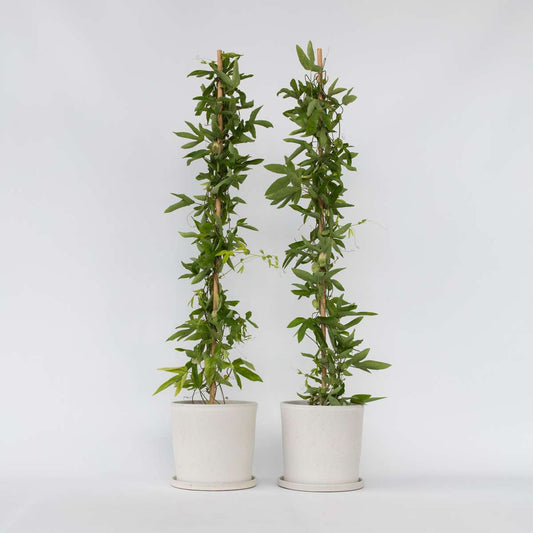 Passiflora 'Victoria' XL - 2 stuks - Passiebloem