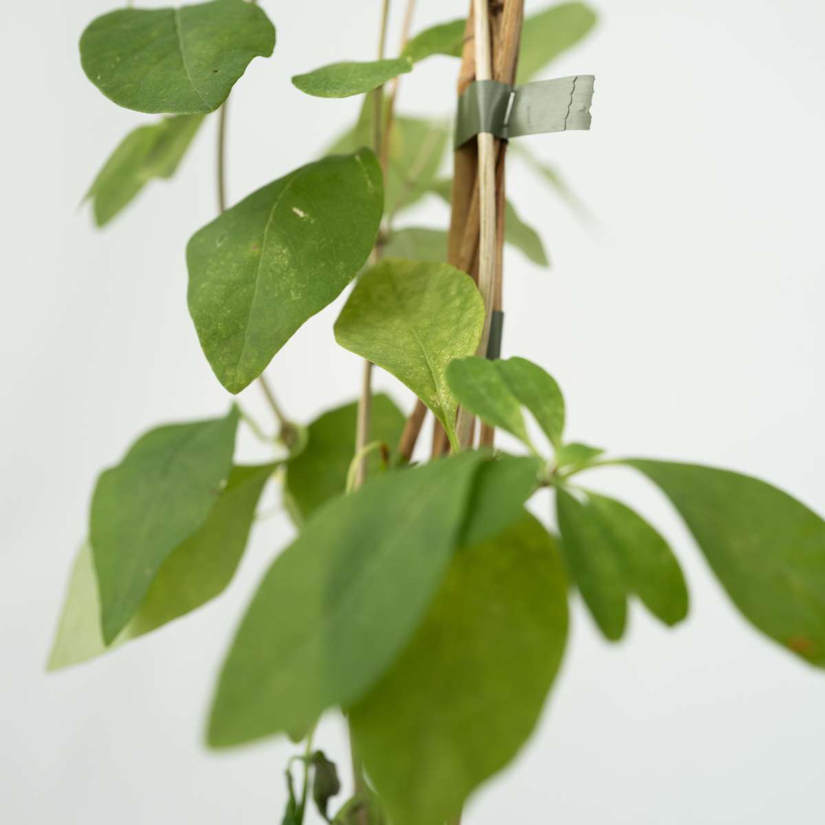 Lonicera Heckrotti 'American Beauty' - Kamperfoelie