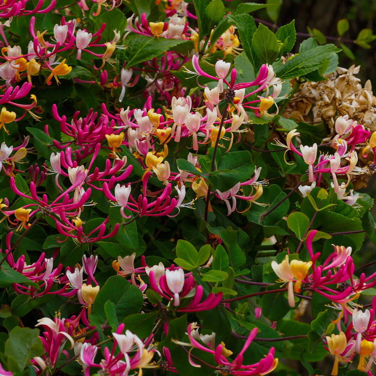 Lonicera x Heckrotti American Beauty - Set van 2
